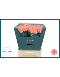 ROSA HOL SOPHIA LOREN 70CM PREU TIJA POMX10