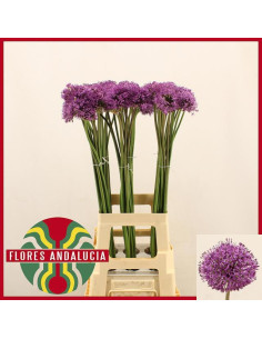 ALLIUM GLADIATOR 80CM PREU TIJA POMX10