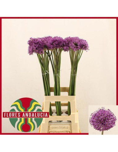 ALLIUM GLADIATOR 80CM PREU TIJA POMX10