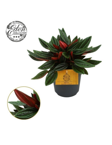 PEPEROMIA CAPERATA ROSSO T12CM