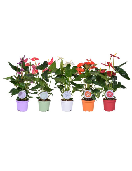 ANTHURIUM IMP T14CM MIX