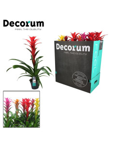 GUZMANIA MIX T13CM