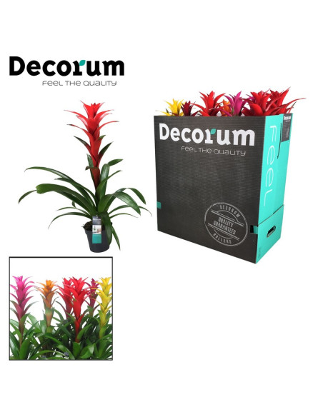 GUZMANIA MIX T13CM