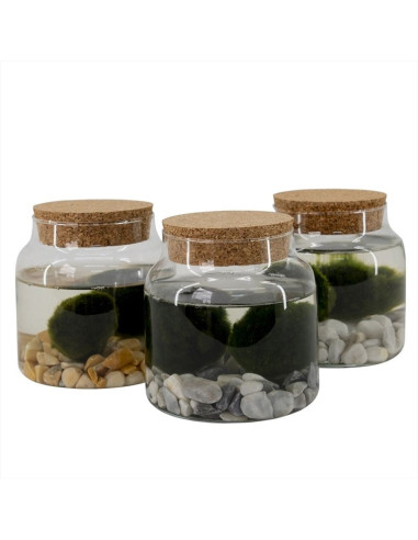 MOLSA JAPONESA T12CM AEGAGROPILA LINNAEI