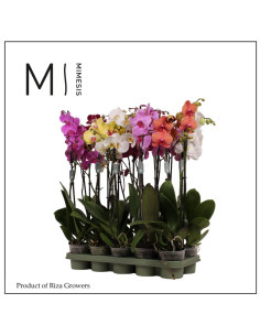 PHALANOPSIS T12CM 2BR MIX 70CM-80CM