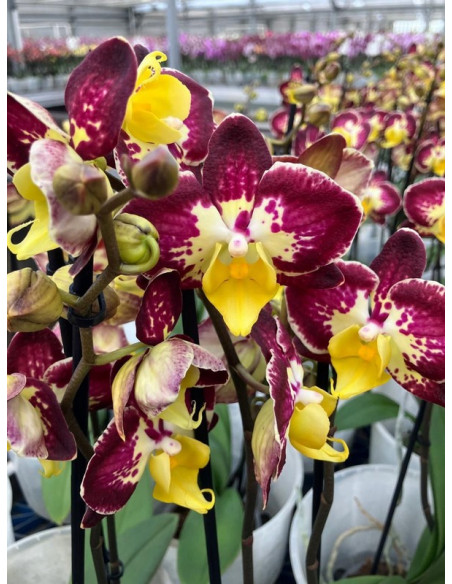 PHALANOPSIS T12CM MULTIFLORA