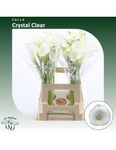 CALA CRYSTAL CLEAR 65CM BLANCA PREU TIJA POMX10 2