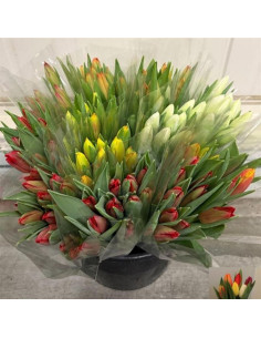 TULIPA IMP PREU TIJA POMX10