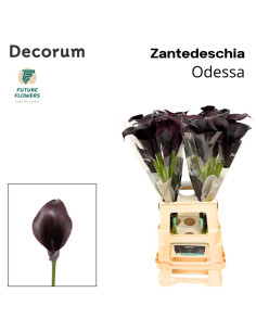 CALA ODESSA 70CM PREU TIJA POMX10 NEGRA