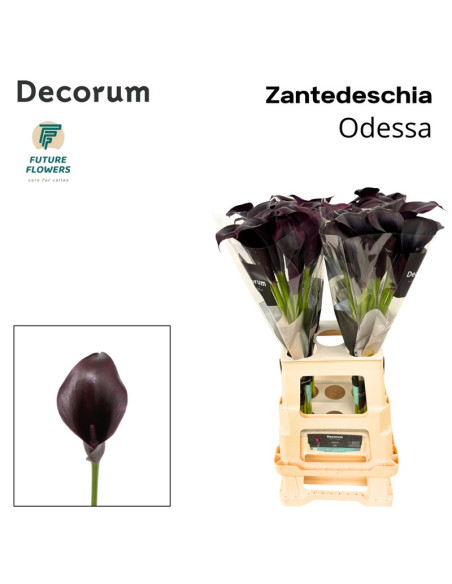 CALA ODESSA 70CM PREU TIJA POMX10 NEGRA