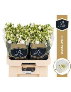LISIANTHUS IMP 75CM PREU TIJA POMX10