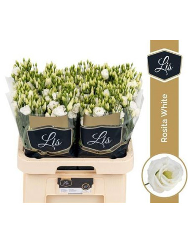 LISIANTHUS IMP 75CM PREU TIJA POMX10