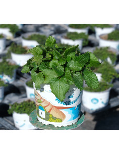 MELISSA OFFICINALIS T13CM TARONGINA