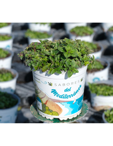 ORIGANUM VULGARE T13CM