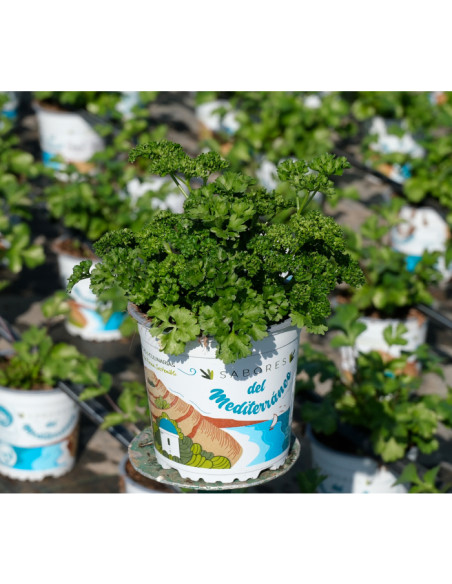 PETROSELIUM CRISPUM T13CM JULIVERD