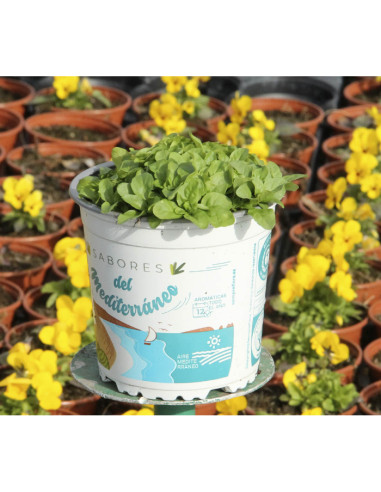 MENTHA POLEO T13CM