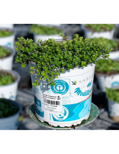 THYMUS SERPHYLLUM T13CM