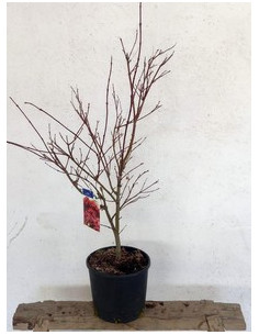 ACER PALMATUM BENI MAIKO T7,5LT