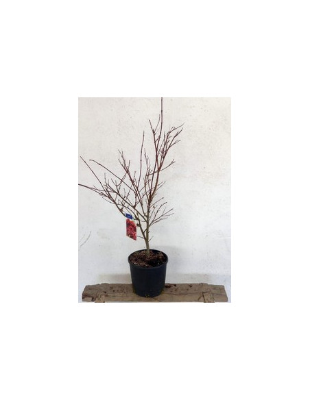 ACER PALMATUM BENI MAIKO T7,5LT
