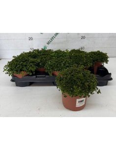 CAMPANULA PAIS T13CM EXTRA