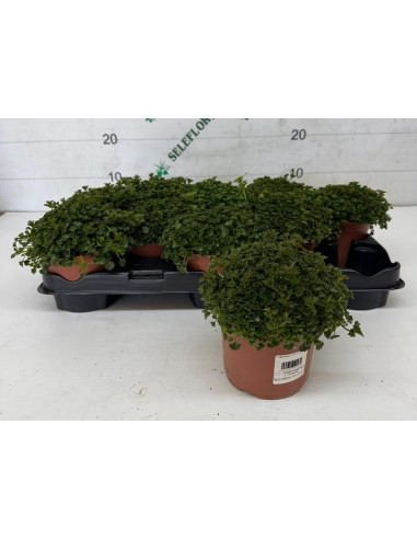 CAMPANULA PAIS T13CM EXTRA