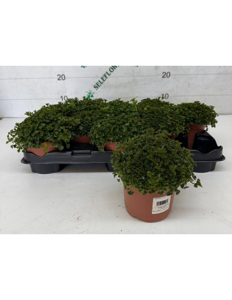 CAMPANULA PAIS T13CM EXTRA