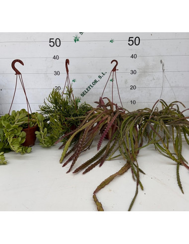 RHIPSALIS PAIS PENJADOR 15CM