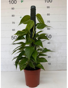 POTHOS TUTOR 80CM