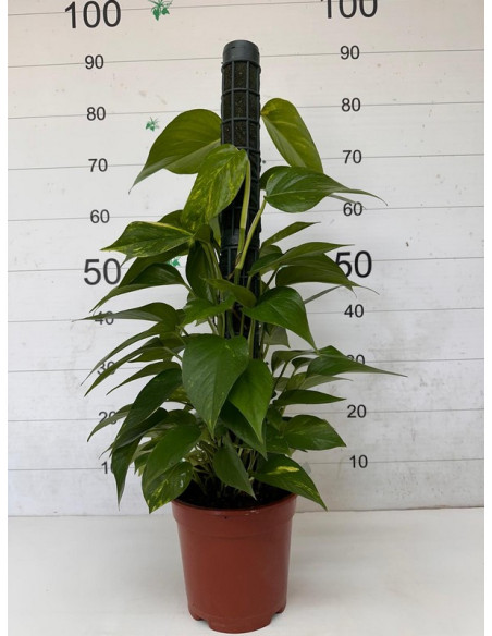 POTHOS TUTOR 80CM