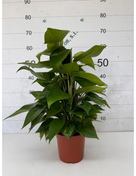 POTHOS TUTOR 50CM