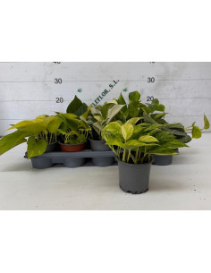 POTHOS MIX T11CM 2