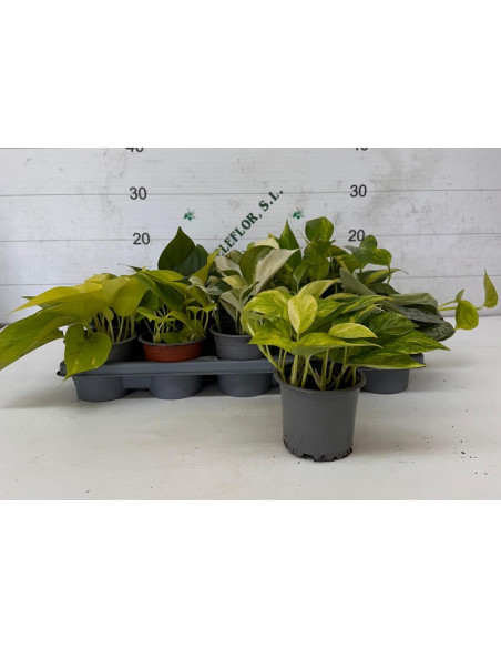 POTHOS MIX T11CM