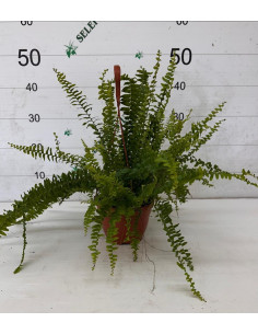 NEPHROLEPIS INTERIOR PENJADOR T15CM
