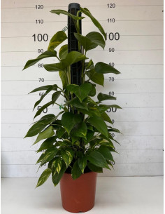 POTHOS TUTOR 100CM