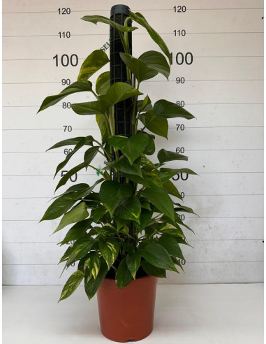 POTHOS TUTOR 100CM