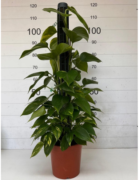 POTHOS TUTOR 100CM
