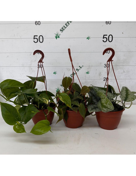 POTHOS PENJAR MIX T15CM