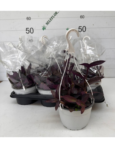 TRADESCANTIA PALLIDA PURPUREA T2LT PENJA
