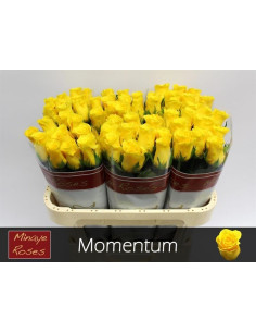 ROSA HOL MOMENTUM 70CM PREU TIJA POMX10 GROGA