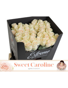 ROSA HOL SWEET CAROLINE 60CM ROSA PALID PREU TIJA POMX10