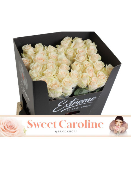 ROSA HOL SWEET CAROLINE 60CM ROSA PALID PREU TIJA POMX10