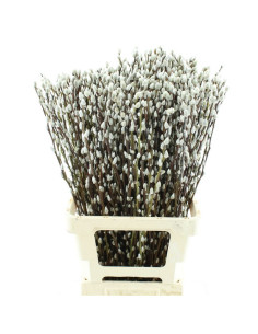 SALIX CAPREA IMP PREU POM POMX10 (GATELL)