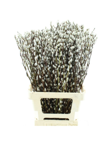 SALIX CAPREA IMP PREU POM POMX10 (GATELL)