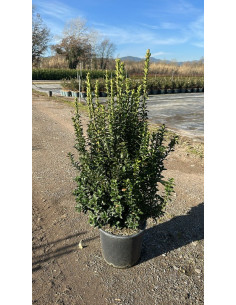 EUONYMUS JAPONICUS BENKOMASAKI T15L