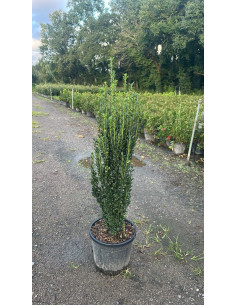 ILEX CRENATA FASTIGIATA T15LT