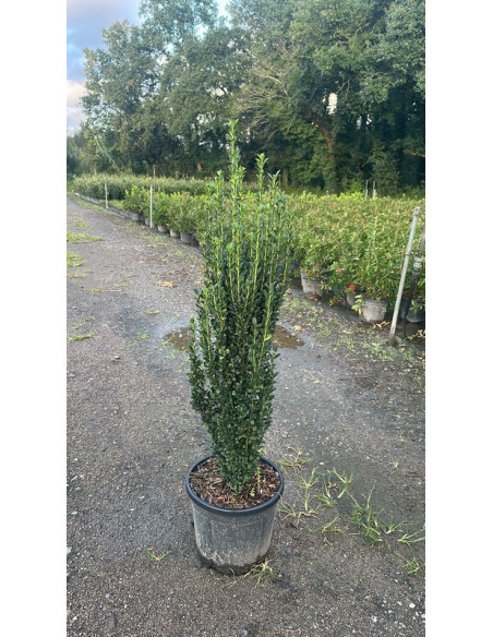 ILEX CRENATA FASTIGIATA T15LT