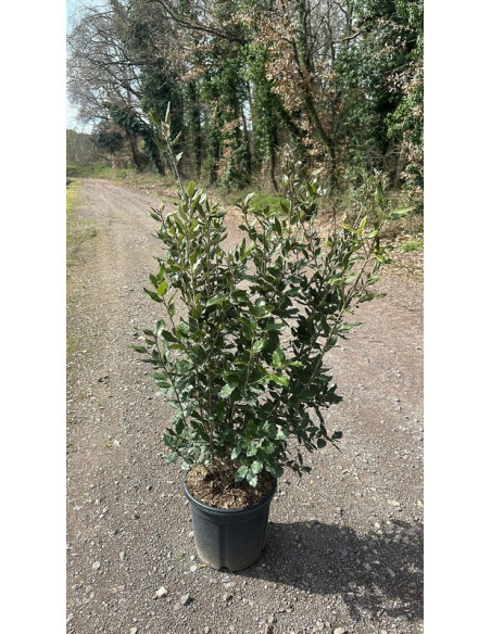QUERCUS ILEX ARBUSTIU T15LT 120/140CM