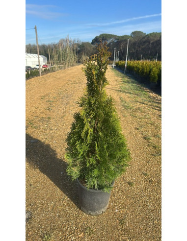THUJA OCCIDENTALIS ESMERALDA T10LT 80/100