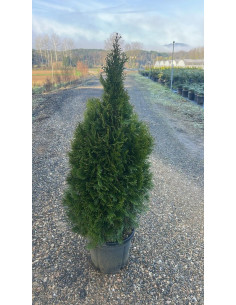 THUJA OCCIDENTALIS ESMERALDA T15LT 100/120