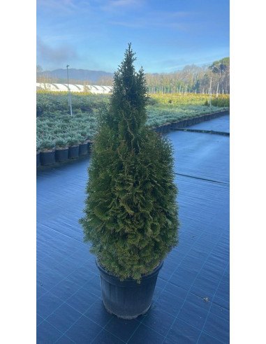 THUJA OCCIDENTALIS ESMERALDA T30LT 140/150CM